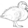 ph34r the duck