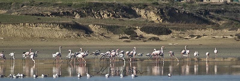 10-1-2016 Larnaka salt lake at Flamingos