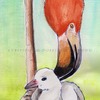 flamingo parent and chick