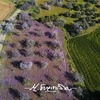 February 2024 Klriou spring-purple field Cyprus