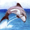 hector's dolphin
