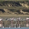 10-1-2016 Larnaka salt lake at Flamingos