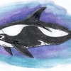 hourglass dolphin