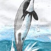 hector's dolphin
