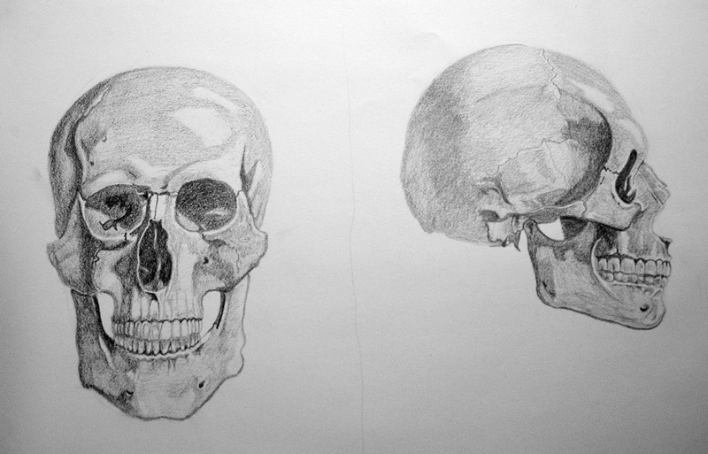Life Drawing Class - Anatomy - Head