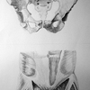 Life Drawing Class - Anatomy - Pelvis