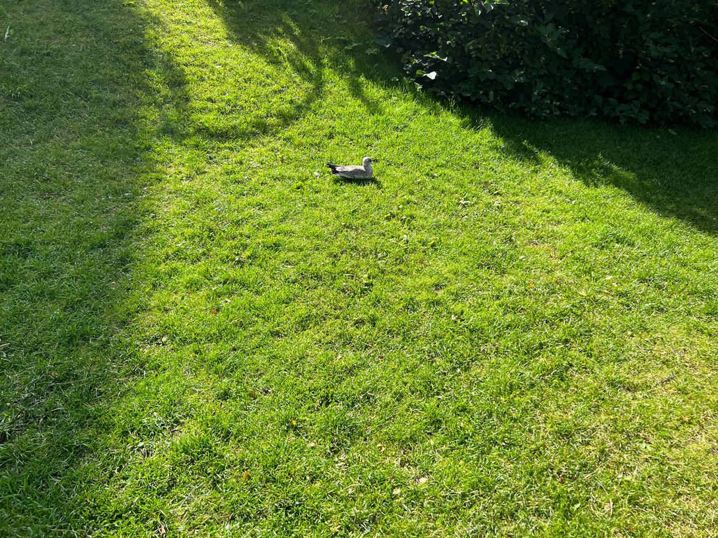 Bird on Grass