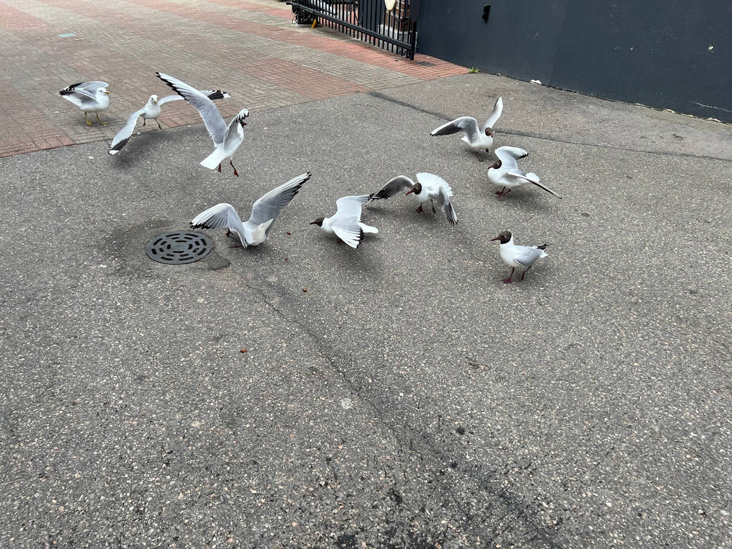 What the Gull Are You Doing?