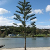 Whanagarei Christmas Tree