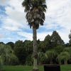 Kiwi Palm