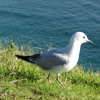 Kiwi Seabird