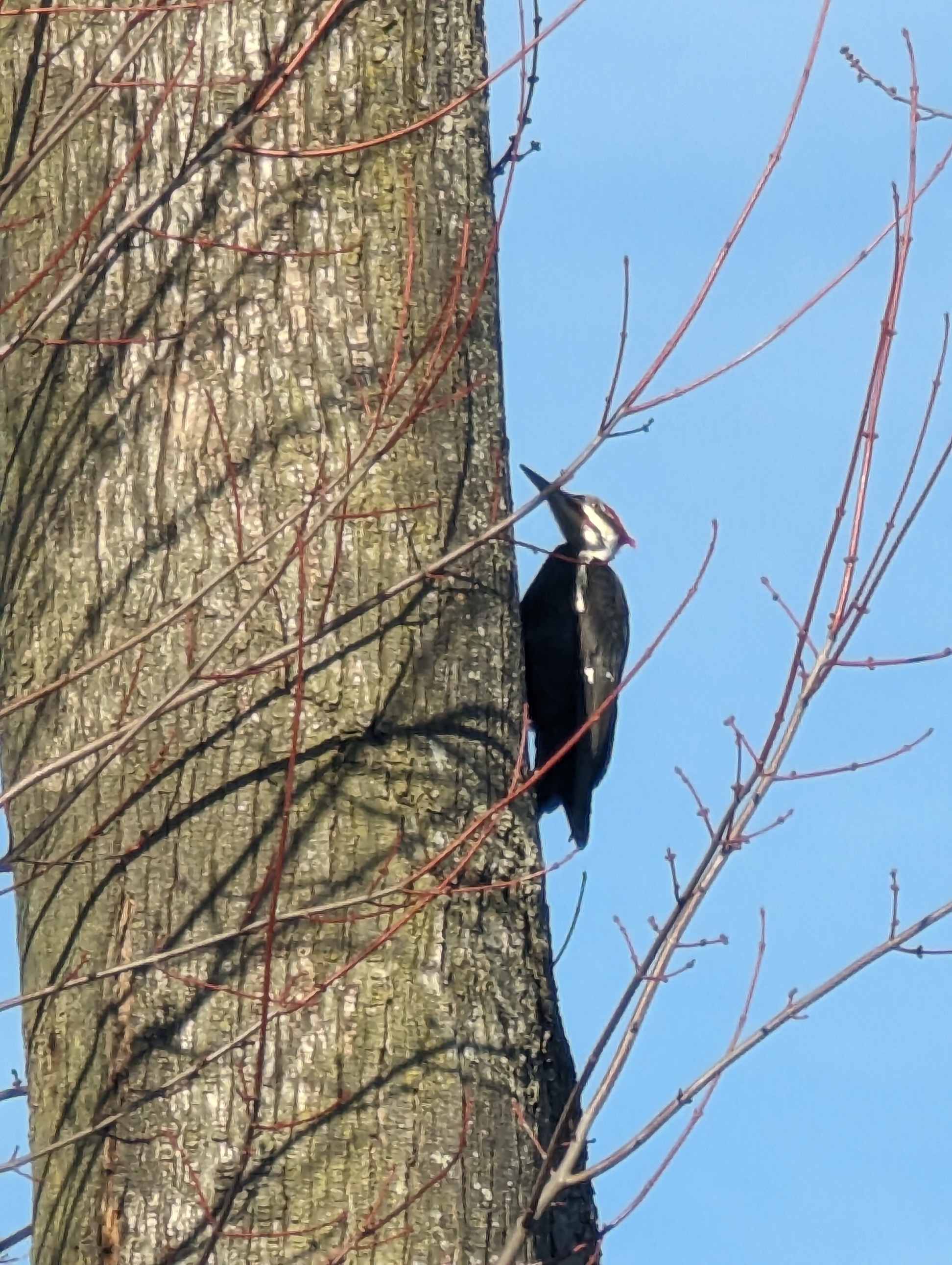 The busy woodpecker