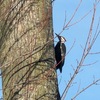 The busy woodpecker