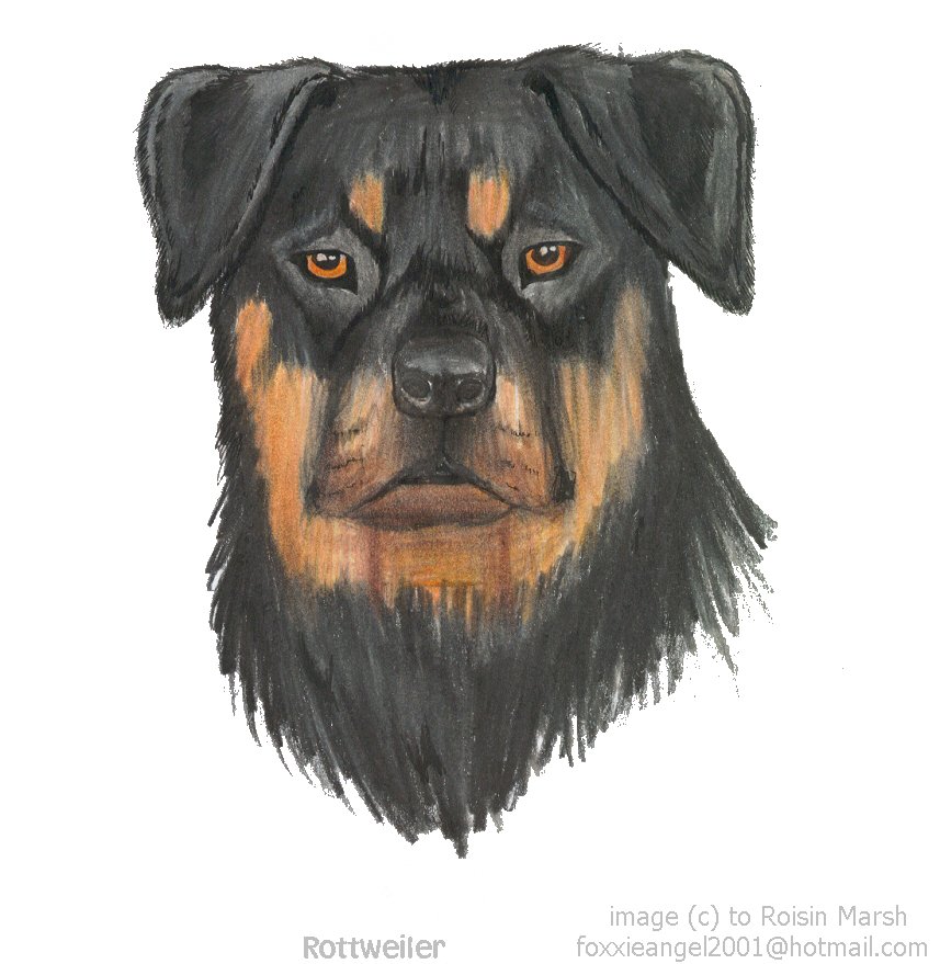 LOOK LOOK!!!!!!!!! I can draw Rottweilers!