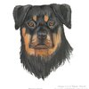 LOOK LOOK!!!!!!!!! I can draw Rottweilers!
