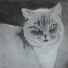 Charcoal cat drawing