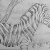 Transparent Zebra