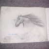 Horse Head (charcoal)