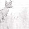 Timid Whitetail